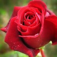 Rosine